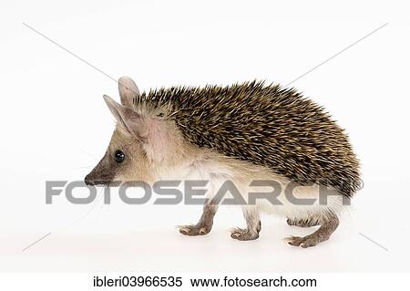 Egyptian Long-eared Hedgehog (Hemiechinus auritus aegypticus) View Large Photo Image Stock Photography - Egyptian Long-eared Hedgehog (Hemiechinus auritus aegypticus). Fotosearch