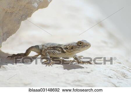 "Egyptian mastigure, Leptiens mastigure or Egyptian dab lizard (Uromastyx aegyptia), Syrian Desert, Tadmur, Syria, Asia" View Large Photo Image Stock Image - "Egyptian mastigure, Leptiens mastigure or Egyptian dab lizard (Uromastyx aegyptia), Syrian Desert, Tadmur, Syria, Asia". Fotosearch