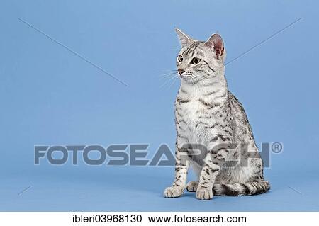 "Egyptian Mau, cat breed, cat, 14 months, colour silver spotted" View Large Photo Image Stock Image - "Egyptian Mau, cat breed, cat, 14 months, colour silver spotted". Fotosearch