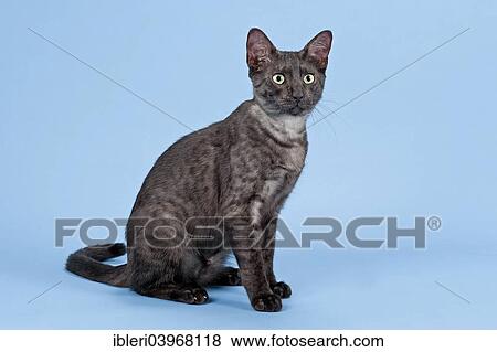 "Egyptian Mau, cat breed, kitten, colour black smoke" View Large Photo Image Stock Photo - "Egyptian Mau, cat breed, kitten, colour black smoke". Fotosearch