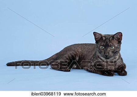 Egyptian Mau Cat Breed Kitten Colour Black Smoke Stock Photo