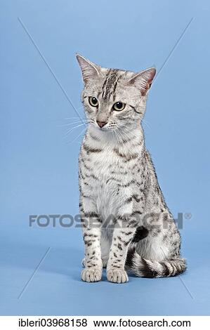 "Egyptian Mau, male, 14 months, Silver Spotted" View Large Photo Image Stock Photo - "Egyptian Mau, male, 14 months, Silver Spotted". Fotosearch