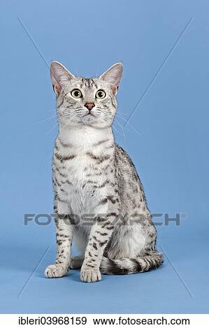 Stock Photo - "Egyptian Mau, male, 14 months, Silver Spotted". Fotosearch