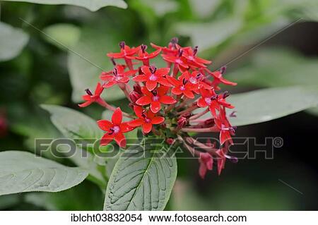 Picture - "Egyptian Starcluster (Pentas lanceolata), flowers, native to tropical Africa and the Arabian Peninsula, ornamental plant, Germany, Europe". Fotosearch