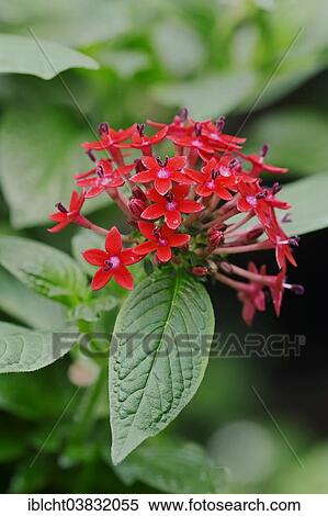 Stock Photography - "Egyptian Starcluster (Pentas lanceolata), flowers, native to tropical Africa and the Arabian Peninsula, ornamental plant, Germany, Europe". Fotosearch