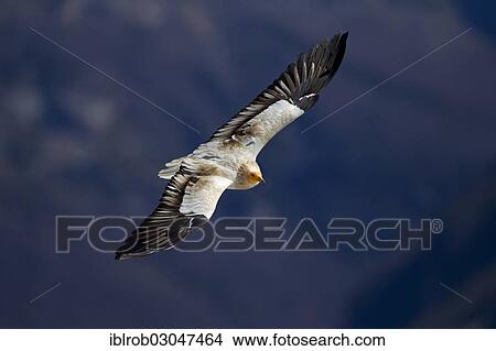 "Egyptian Vulture (Neophron percnopterus) in flight, Pyrenees, Aragon, Spain, Europe" View Large Photo Image Picture - "Egyptian Vulture (Neophron percnopterus) in flight, Pyrenees, Aragon, Spain, Europe". Fotosearch