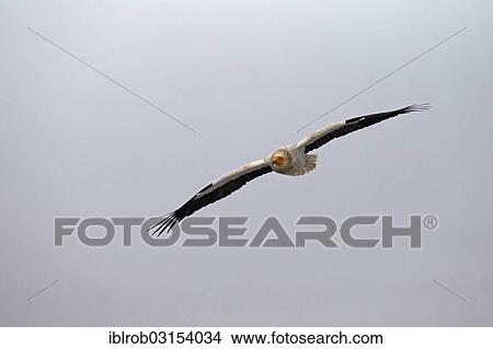 "Egyptian Vulture (Neophron percnopterus) in flight, Pyrenees, Aragon, Spain, Europe" View Large Photo Image Picture - "Egyptian Vulture (Neophron percnopterus) in flight, Pyrenees, Aragon, Spain, Europe". Fotosearch