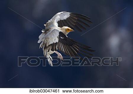 "Egyptian Vulture (Neophron percnopterus) approaching to land, Pyrenees, Aragon, Spain, Europe" View Large Photo Image Stock Image - "Egyptian Vulture (Neophron percnopterus) approaching to land, Pyrenees, Aragon, Spain, Europe". Fotosearch