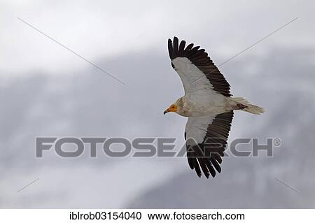 "Egyptian Vulture (Neophron percnopterus) in flight, Pyrenees, Aragon, Spain, Europe" View Large Photo Image Stock Image - "Egyptian Vulture (Neophron percnopterus) in flight, Pyrenees, Aragon, Spain, Europe". Fotosearch