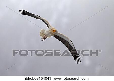 "Egyptian Vulture (Neophron percnopterus) in flight, Pyrenees, Aragon, Spain, Europe" View Large Photo Image Stock Image - "Egyptian Vulture (Neophron percnopterus) in flight, Pyrenees, Aragon, Spain, Europe". Fotosearch