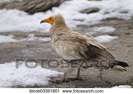 "Egyptian Vulture (Neophron percnopterus), Pyrenees, Aragon, Spain, Europe" View Large Photo Image Stock Image - "Egyptian Vulture (Neophron percnopterus), Pyrenees, Aragon, Spain, Europe". Fotosearch