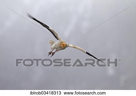 "Egyptian Vulture (Neophron percnopterus) in flight, Pyrenees, Aragon, Spain, Europe" View Large Photo Image Stock Image - "Egyptian Vulture (Neophron percnopterus) in flight, Pyrenees, Aragon, Spain, Europe". Fotosearch