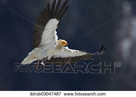 "Egyptian Vulture (Neophron percnopterus) approaching to land, Pyrenees, Aragon, Spain, Europe" View Large Photo Image Stock Photo - "Egyptian Vulture (Neophron percnopterus) approaching to land, Pyrenees, Aragon, Spain, Europe". Fotosearch