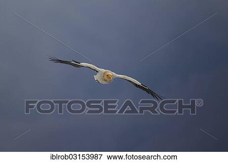 "Egyptian Vulture (Neophron percnopterus) in flight, Pyrenees, Aragon, Spain, Europe" View Large Photo Image Stock Photo - "Egyptian Vulture (Neophron percnopterus) in flight, Pyrenees, Aragon, Spain, Europe". Fotosearch