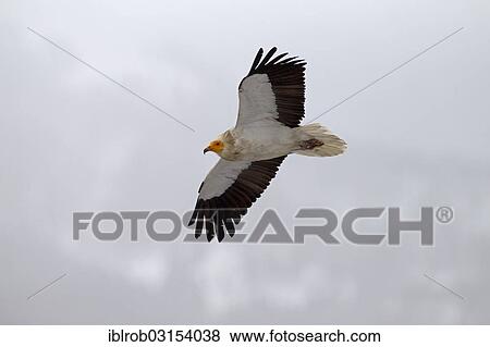 "Egyptian Vulture (Neophron percnopterus) in flight, Pyrenees, Aragon, Spain, Europe" View Large Photo Image Stock Photo - "Egyptian Vulture (Neophron percnopterus) in flight, Pyrenees, Aragon, Spain, Europe". Fotosearch