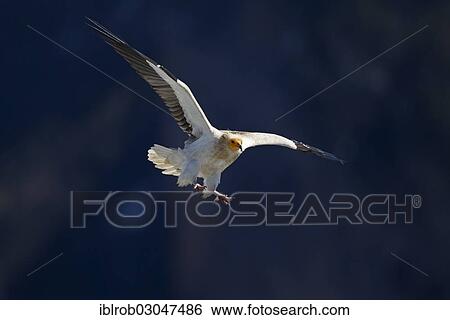 "Egyptian Vulture (Neophron percnopterus) approaching to land, Pyrenees, Aragon, Spain, Europe" View Large Photo Image Stock Photograph - "Egyptian Vulture (Neophron percnopterus) approaching to land, Pyrenees, Aragon, Spain, Europe". Fotosearch