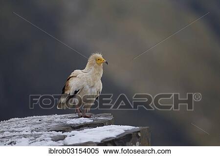 "Egyptian Vulture (Neophron percnopterus), Pyrenees, Aragon, Spain, Europe" View Large Photo Image Stock Photography - "Egyptian Vulture (Neophron percnopterus), Pyrenees, Aragon, Spain, Europe". Fotosearch