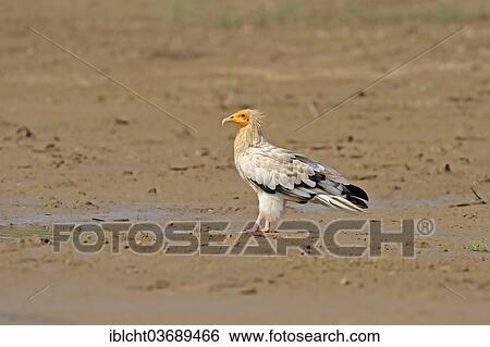 "Egyptian Vulture, White Scavenger Vulture or Pharaoh's Chicken (Neophron percnopterus), Uttar Pradesh, India, Asia" View Large Photo Image Stock Photograph - "Egyptian Vulture, White Scavenger Vulture or Pharaoh's Chicken (Neophron percnopterus), Uttar Pradesh, India, Asia". Fotosearch