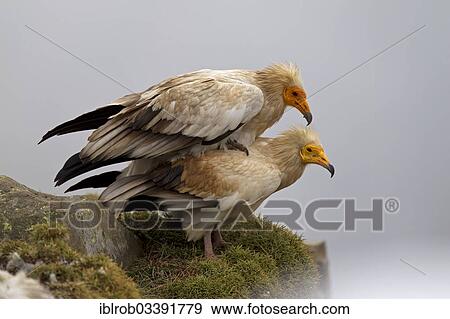 "Egyptian Vultures (Neophron percnopterus), copulation, mating, Pyrenees, Aragon, Spain, Europe" View Large Photo Image Stock Photo - "Egyptian Vultures (Neophron percnopterus), copulation, mating, Pyrenees, Aragon, Spain, Europe". Fotosearch