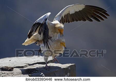 Stock Photograph - "Egyptian Vultures (Neophron percnopterus), copulation, mating, Pyrenees, Aragon, Spain, Europe". Fotosearch