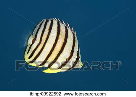 "Eight-banded Butterflyfish or Eightband Butterflyfish (Chaetodon octofasciatus), Sabang Beach, Puerto Galera, Mindoro, Philippines, Asia" View Large Photo Image Stock Image - "Eight-banded Butterflyfish or Eightband Butterflyfish (Chaetodon octofasciatus), Sabang Beach, Puerto Galera, Mindoro, Philippines, Asia". Fotosearch