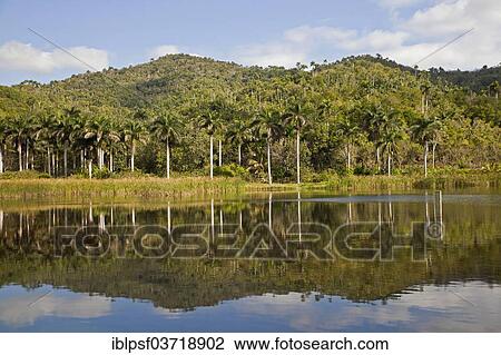 "El Palmar Lake, Las Terrazas, Pinar del Rio Province, Cuba, North America" View Large Photo Image Stock Image - "El Palmar Lake, Las Terrazas, Pinar del Rio Province, Cuba, North America". Fotosearch