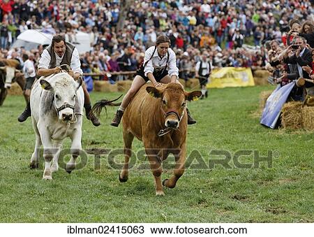 Ela Sappl on the ox Mr. Charly Brown, Muensinger Ochsenrennen ox race, Muensing, Funfseenland region, Upper Bavaria, Bavaria, Germany, Europe View Large Photo Image Stock Image - Ela Sappl on the ox Mr. Charly Brown, Muensinger Ochsenrennen ox race, Muensing, Funfseenland region, Upper Bavaria, Bavaria, Germany, Europe. Fotosearch