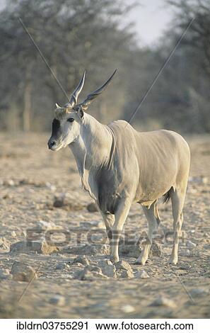 "Eland (Taurotragus oryx), male, Etosha National Park, Namibia, Africa" View Large Photo Image Stock Image - "Eland (Taurotragus oryx), male, Etosha National Park, Namibia, Africa". Fotosearch