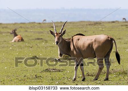 Stock Image - "Eland (Taurotragus oryx), Masai Mara, Rift Valley Province, Kenya, Africa". Fotosearch