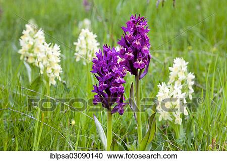 Stock Image - "Elder-flowered Orchid (Dactylorhiza sambucina), Nationalpark Ecrins, Departement Isere, Rhone-Alpes, France, Europe". Fotosearch
