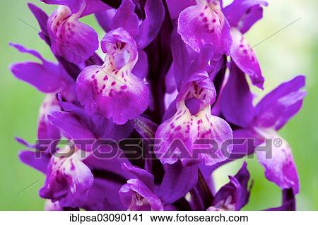 "Elder-flowered Orchid (Dactylorhiza sambucina), Nationalpark Ecrins, Departement Isere, Rhone-Alpes, France, Europe" View Large Photo Image Stock Image - "Elder-flowered Orchid (Dactylorhiza sambucina), Nationalpark Ecrins, Departement Isere, Rhone-Alpes, France, Europe". Fotosearch