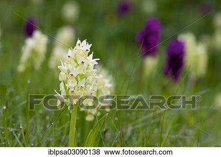 "Elder-flowered Orchid (Dactylorhiza sambucina), Nationalpark Ecrins, Departement Isere, Rhone-Alpes, France, Europe" View Large Photo Image Stock Photo - "Elder-flowered Orchid (Dactylorhiza sambucina), Nationalpark Ecrins, Departement Isere, Rhone-Alpes, France, Europe". Fotosearch