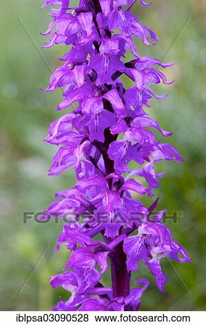 "Elder-flowered Orchid (Dactylorhiza sambucina), Nationalpark Ecrins, Departement Isere, Rhone-Alpes, France, Europe" View Large Photo Image Stock Photo - "Elder-flowered Orchid (Dactylorhiza sambucina), Nationalpark Ecrins, Departement Isere, Rhone-Alpes, France, Europe". Fotosearch