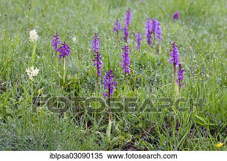 "Elder-flowered Orchid (Dactylorhiza sambucina), Nationalpark Ecrins, Departement Isere, Rhone-Alpes, France, Europe" View Large Photo Image Stock Photography - "Elder-flowered Orchid (Dactylorhiza sambucina), Nationalpark Ecrins, Departement Isere, Rhone-Alpes, France, Europe". Fotosearch