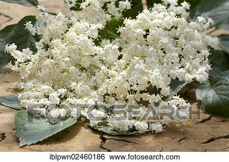 Elderflowers (Sambucus sp. ) View Large Photo Image Stock Photograph - Elderflowers (Sambucus sp. ). Fotosearch