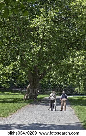 "Elderly couple strolling in the park, woman using a rolling walker or rollator, Berlin, Berlin, Germany, Europe" View Large Photo Image Stock Photo - "Elderly couple strolling in the park, woman using a rolling walker or rollator, Berlin, Berlin, Germany, Europe". Fotosearch