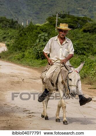 "Elderly Cuban farmer on muleback, Valle de los Ingenios, Trinidad, Sancti Spiritus Province, Cuba, North America" View Large Photo Image Stock Image - "Elderly Cuban farmer on muleback, Valle de los Ingenios, Trinidad, Sancti Spiritus Province, Cuba, North America". Fotosearch
