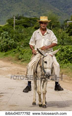 "Elderly Cuban farmer on muleback, Valle de los Ingenios, Trinidad, Sancti Spiritus Province, Cuba, North America" View Large Photo Image Stock Image - "Elderly Cuban farmer on muleback, Valle de los Ingenios, Trinidad, Sancti Spiritus Province, Cuba, North America". Fotosearch