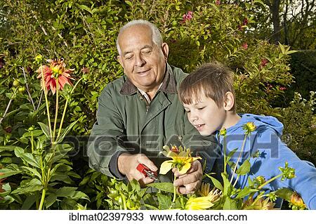 Elderly man and a boy working in the garden View Large Photo Image Stock Image - Elderly man and a boy working in the garden. Fotosearch