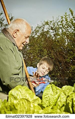 Elderly man and a boy working in the garden View Large Photo Image Stock Photo - Elderly man and a boy working in the garden. Fotosearch