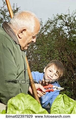 Elderly man and a boy working in the garden View Large Photo Image Stock Photo - Elderly man and a boy working in the garden. Fotosearch