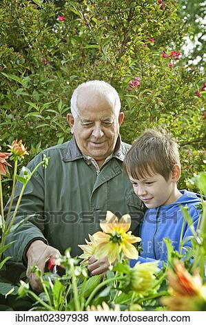 Elderly man and a boy working in the garen View Large Photo Image Stock Photo - Elderly man and a boy working in the garen. Fotosearch