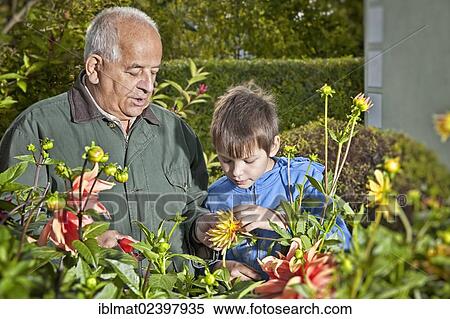 Elderly man and a boy working in the garden View Large Photo Image Stock Photography - Elderly man and a boy working in the garden. Fotosearch