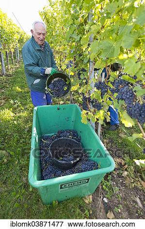 "Elderly man picking grapes, grape harvest, Stuttgart, Baden-Wurttemberg, Germany, Europe" View Large Photo Image Stock Photo - "Elderly man picking grapes, grape harvest, Stuttgart, Baden-Wurttemberg, Germany, Europe". Fotosearch