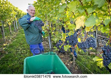 "Elderly man picking grapes, grape harvest, Stuttgart, Baden-Wurttemberg, Germany, Europe" View Large Photo Image Stock Photograph - "Elderly man picking grapes, grape harvest, Stuttgart, Baden-Wurttemberg, Germany, Europe". Fotosearch