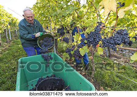 Stock Photography - "Elderly man picking grapes, grape harvest, Stuttgart, Baden-Wurttemberg, Germany, Europe". Fotosearch