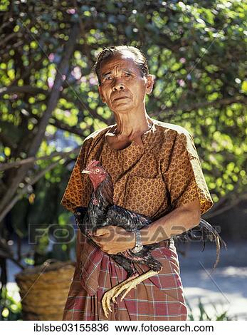 "Elderly man wearing traditional clothing holding a cock, cock-fighting, Rose Garden, Thailand, Asia" View Large Photo Image Stock Photograph - "Elderly man wearing traditional clothing holding a cock, cock-fighting, Rose Garden, Thailand, Asia". Fotosearch