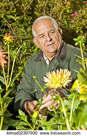 Elderly man with dahlias in a garden View Large Photo Image Stock Image - Elderly man with dahlias in a garden. Fotosearch