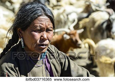 "Elderly nomad woman, a flock of sheep and goats at back, Korzok, Ladakh, Jammu and Kashmir, India, Asia" View Large Photo Image Stock Photography - "Elderly nomad woman, a flock of sheep and goats at back, Korzok, Ladakh, Jammu and Kashmir, India, Asia". Fotosearch