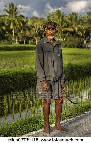 "Elderly rice farmer wearing a head scarf, Ubud district, Bali, Indonesia, Asia" View Large Photo Image Stock Photo - "Elderly rice farmer wearing a head scarf, Ubud district, Bali, Indonesia, Asia". Fotosearch
